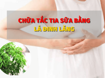 Hướng dẫn cách chữa tắc tia sữa bằng lá đinh lăng cực kì đơn giản