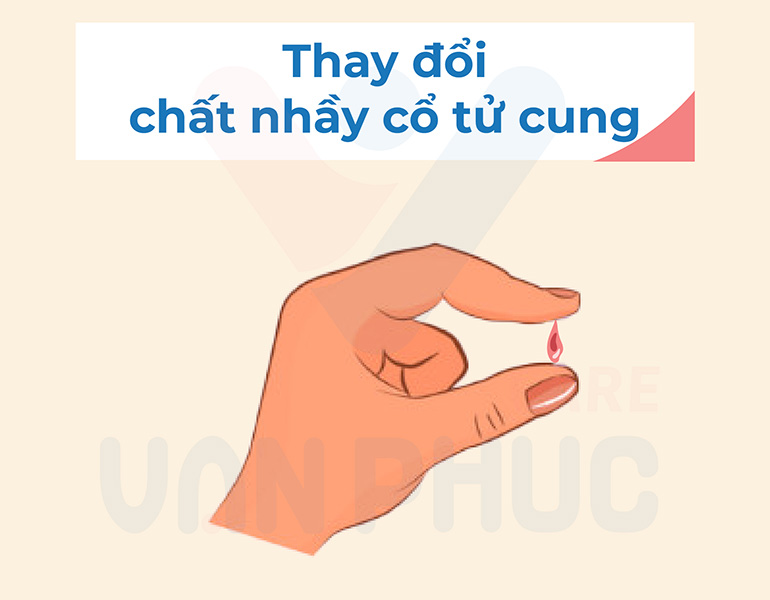 Dấu hiệu có thai: Thay đổi chất nhầy cổ tử cung