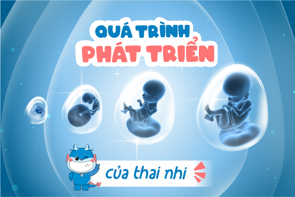 Quá trình hình thành và phát triển của thai nhi
