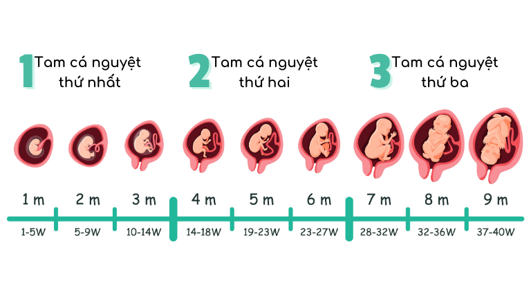 Các giai đoạn phát triển của thai nhi