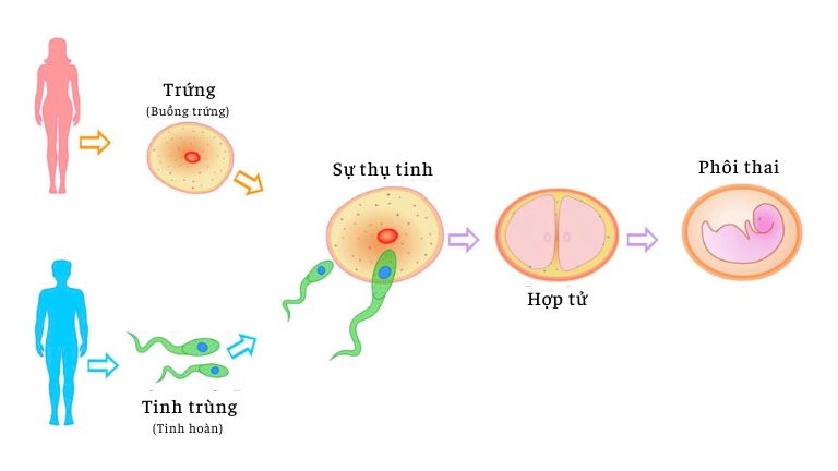 Sự phát triển của hợp tử