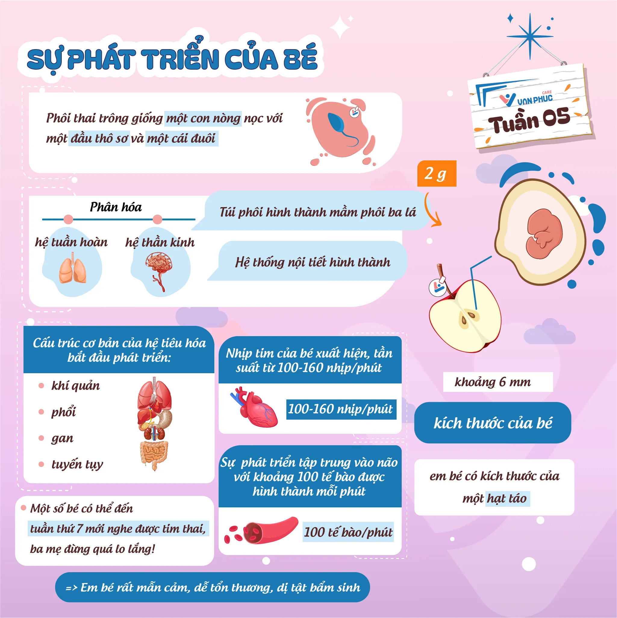 Sự phát triển của em bé trong giai đoạn thai 5 tuần tuổi