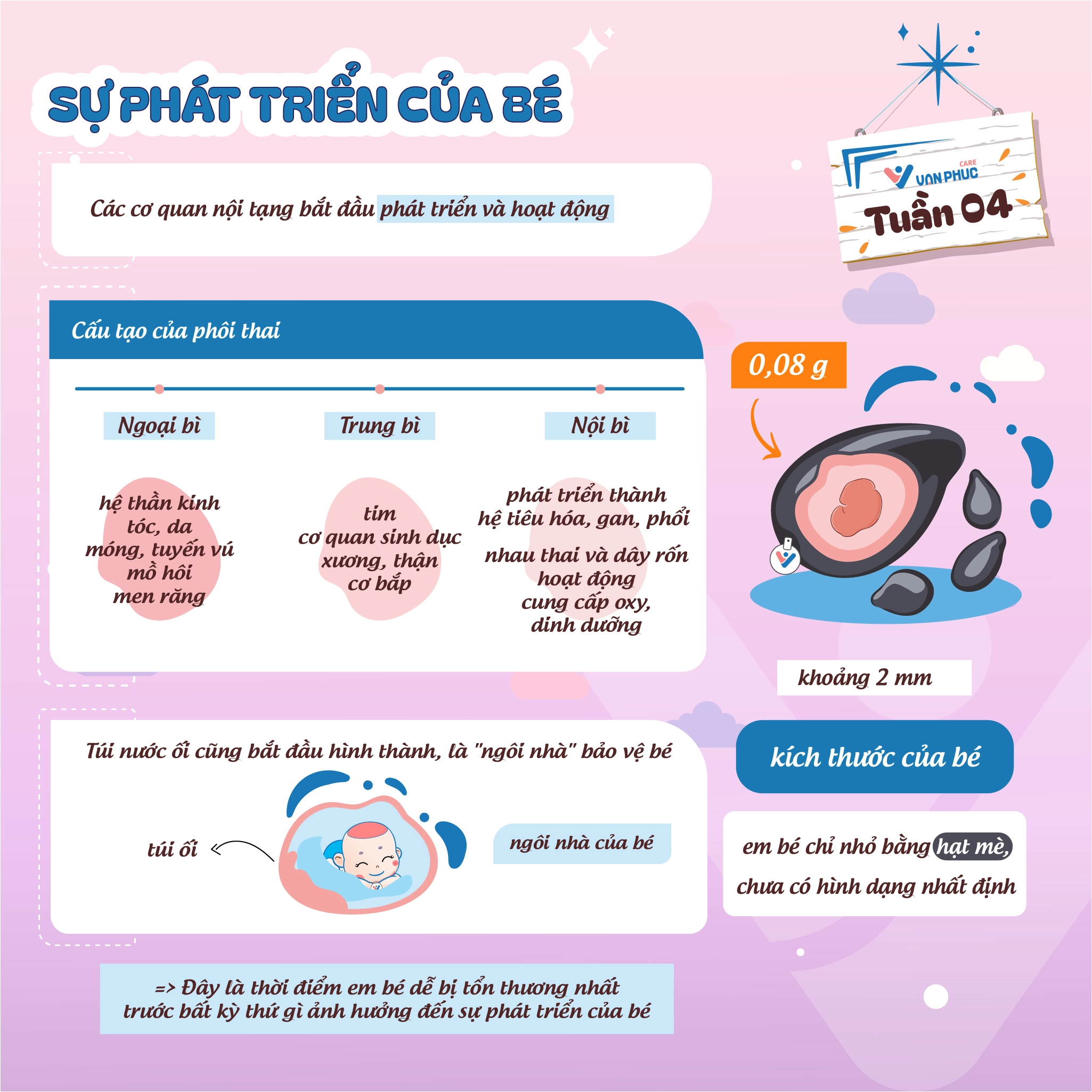 Sự phát triển của thai nhi 4 tuần tuổi