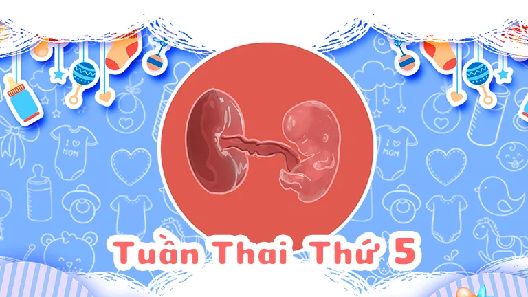 Thai 5 tuần tuổi và hình ảnh siêu âm phôi thai.