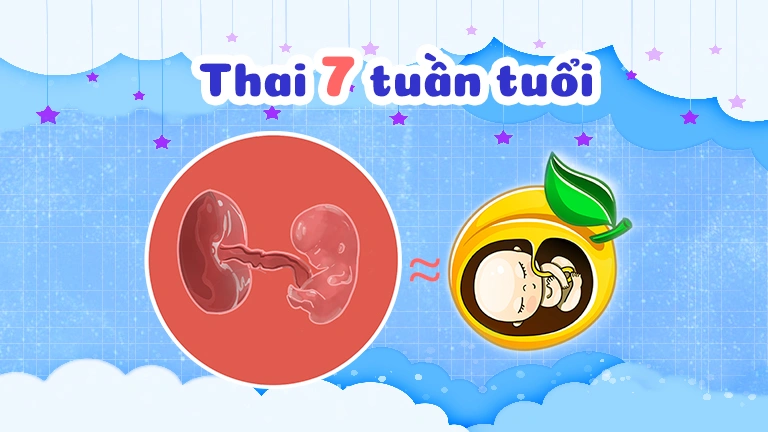 Thai 7 tuần tuổi và dấu hiệu thai kỳ khỏe mạnh