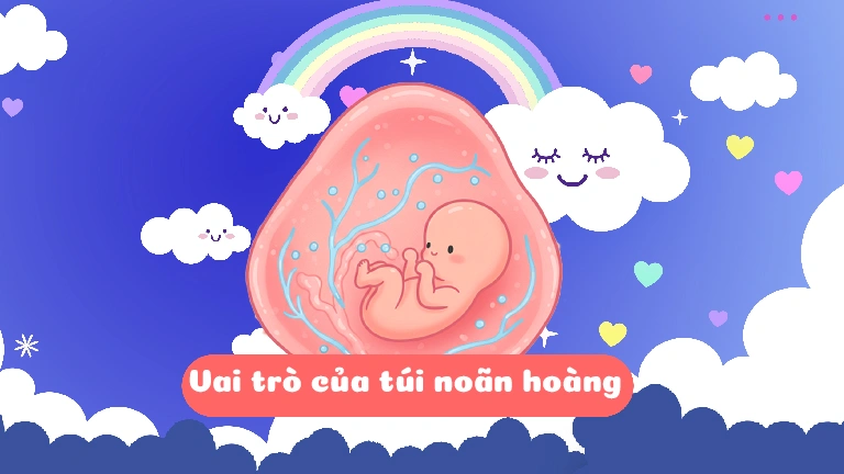 Vai trò của yolksac trong sự phát triển của thai nhi