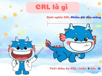 CRL là gì? Ý nghĩa của chiều dài đầu mông trong siêu âm thai nhi