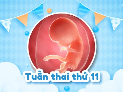 Thai 11 tuần tuổi: Kiến thức về siêu âm, sàng lọc dị tật