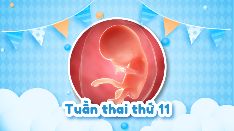 Thai 11 tuần tuổi