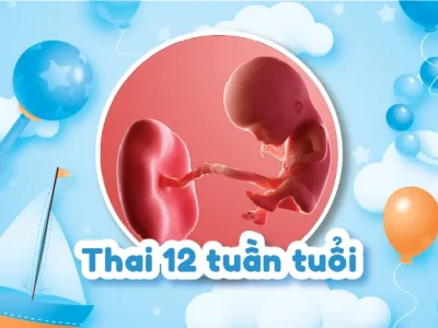 Thai 12 tuần: Những điều mẹ bầu cần nắm rõ