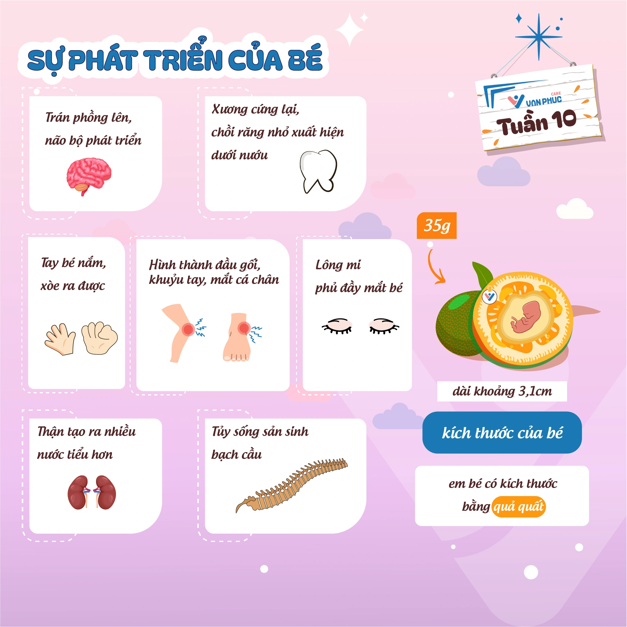Sự phát triển của thai nhi 20 tuần tuổi
