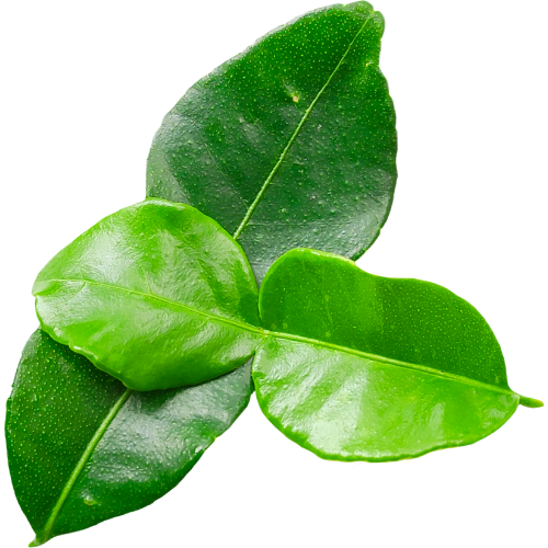 Lá Húng Chanh