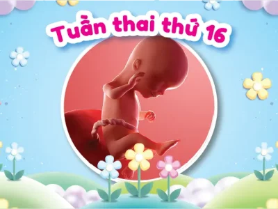 Sự Phát Triển Và Hình Ảnh Thai Nhi 16 Tuần Trong Bụng Mẹ