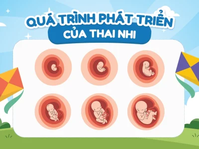Khám Phá Quá Trình Phát Triển Của Thai Nhi Qua Từng Giai Đoạn