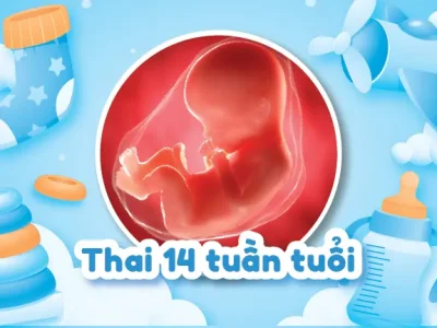 Khám Phá Thay Đổi Ở Mẹ Bầu Mang Thai 14 Tuần