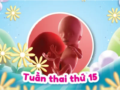Mang Thai 15 Tuần Và Những Thay Đổi Của Mẹ Bầu