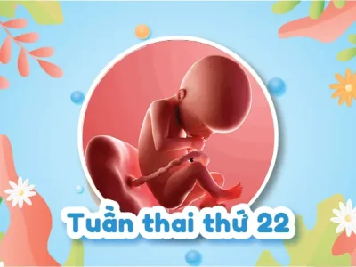 Đọc Hiểu Hình Ảnh Siêu Âm 4D Thai 22 Tuần Qua Các Chỉ Số