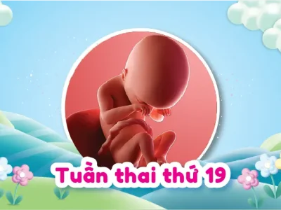 Hình Ảnh Siêu Âm Thai Nhi 19 Tuần Tuổi Và Những Lưu Ý
