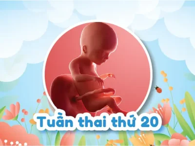 Hình Ảnh Thai Nhi 20 Tuần Tuổi Như Nào Mẹ Nhỉ