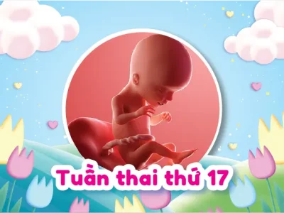 Những Điều Mẹ Bầu Cần Biết Khi Mang Thai 17 Tuần
