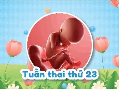 Theo Dõi Các Chỉ Số Siêu Âm 4D Thai 23 Tuần Quan Trọng