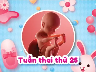 Giải Đáp: Thai 25 Tuần Nặng Bao Nhiêu Là Chuẩn