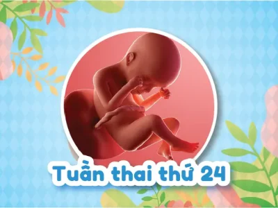 Hình Ảnh Siêu Âm 4D Thai 24 Tuần Và Các Chỉ Số Sinh Tồn Quan Trọng
